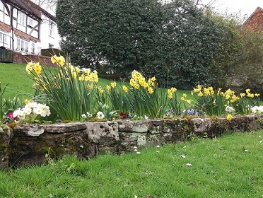 -daffodils_and_white_flowers