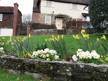 -daffodils_and_white_flowers_with_houses_in_the_background