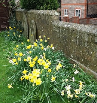 -daffodils_by_a_wall_in_the_cemetery