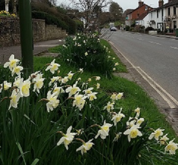 -whiteish_daffodils_by_a_road