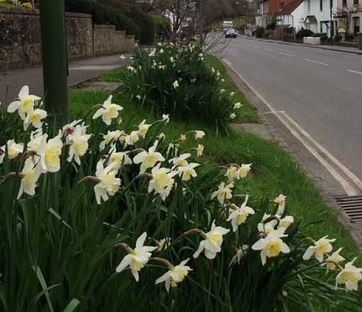 -whiteish_daffodils_by_a_road_and_pavement