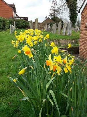 -yellow_daffodils_in_the_cemetery_with_headstones_in_the_background